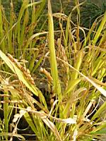 Riz, Oryza sativa (fam Graminees ou Poacees) (s-o de l'Asie) (3) (Photo F. Mrugala)